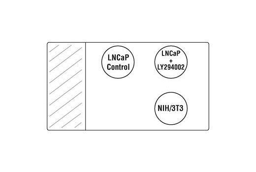  Image 1: SignalStain® Akt Pathway IHC Sampler Kit
