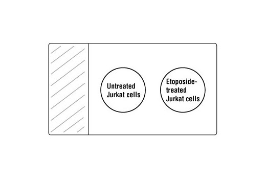  Image 1: SignalStain® Proliferation/Apoptosis IHC Sampler Kit