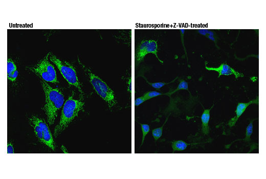 Immunofluorescence Image 8: Smac/Diablo (D5S3R) Rabbit mAb (BSA and Azide Free)