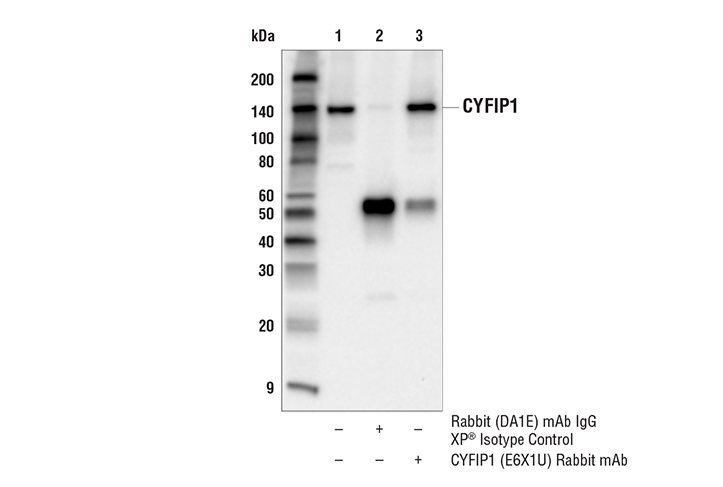 Immunoprecipitation Image 1: CYFIP1 (E6X1U) Rabbit mAb