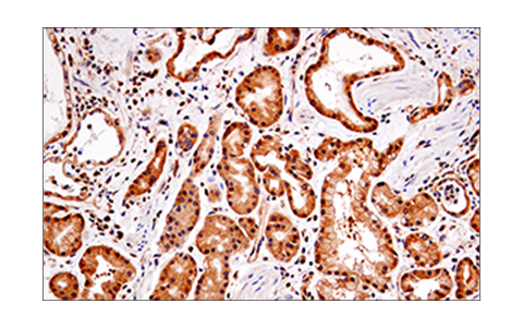 Immunohistochemistry Image 4: RIP (E8S7U) XP® Rabbit mAb (BSA and Azide Free)