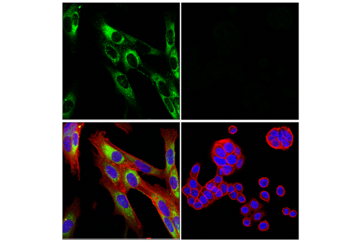 Immunofluorescence Image 4: COL1A1 (E8F4L) XP® Rabbit mAb (BSA and Azide Free)