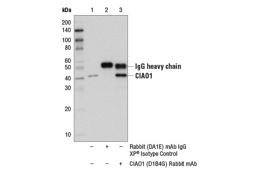Immunoprecipitation Image 1: CIAO1 (D1B4G) Rabbit mAb