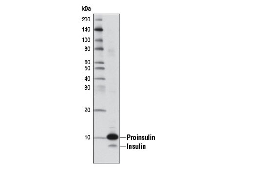 Western Blotting Image 1: Insulin (L6B10) Mouse mAb