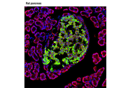 Immunofluorescence Image 1: Insulin (L6B10) Mouse mAb