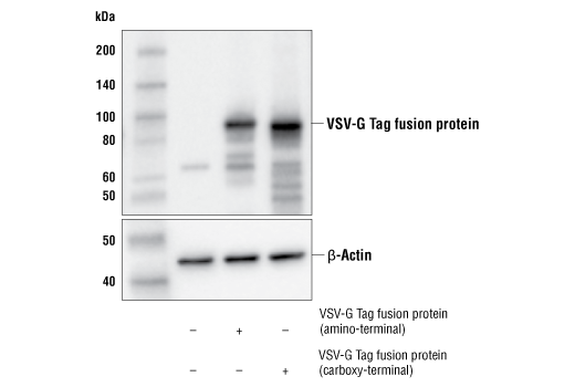 Western Blotting Image 1: VSV-G Tag Antibody