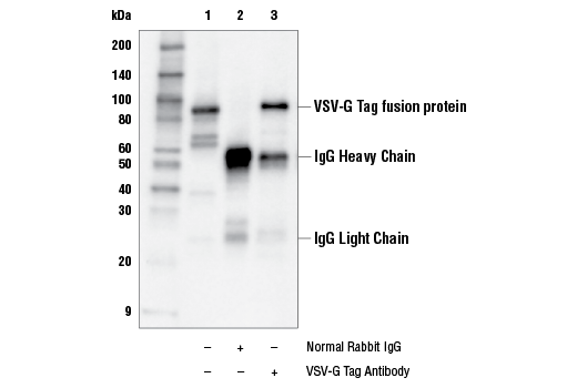 Immunoprecipitation Image 1: VSV-G Tag Antibody