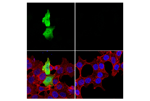 Immunofluorescence Image 1: VSV-G Tag Antibody