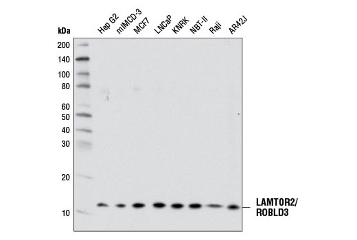  Image 4: Rag and LAMTOR Antibody Sampler Kit