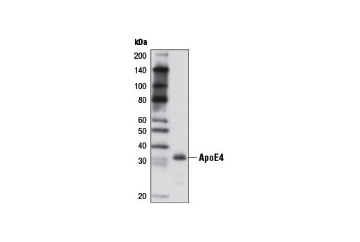 Western Blotting Image 2: ApoE4 (4E4) Mouse mAb (BSA and Azide Free)