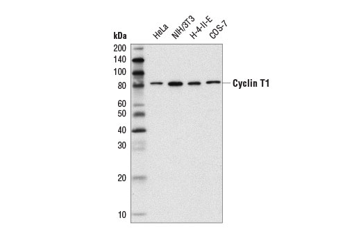 Western Blotting Image 1: Cyclin T1 (D1B6G) Rabbit mAb