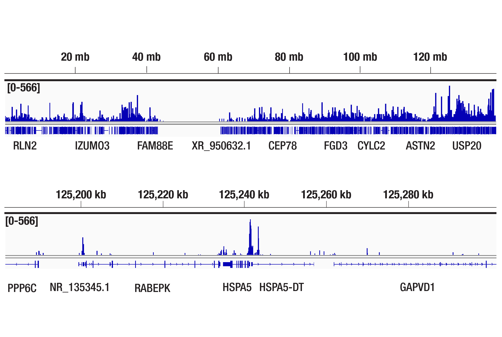 CUT & Tag Image 2: Cyclin T1 (D1B6G) Rabbit Monoclonal Antibody