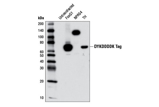 Western Blotting Image 1: DYKDDDDK Tag (9A3) Mouse mAb (Binds to same epitope as Sigma's Anti-FLAG® M2 Antibody)