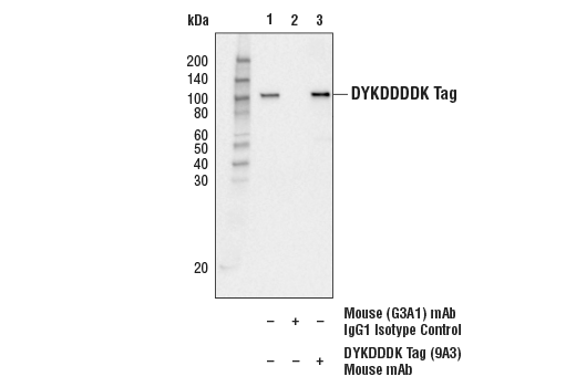 Immunoprecipitation Image 1: DYKDDDDK Tag (9A3) Mouse mAb (Binds to same epitope as Sigma's Anti-FLAG® M2 Antibody)