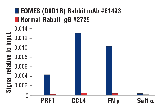 Chromatin Immunoprecipitation Image 1: EOMES (D8D1R) Rabbit mAb