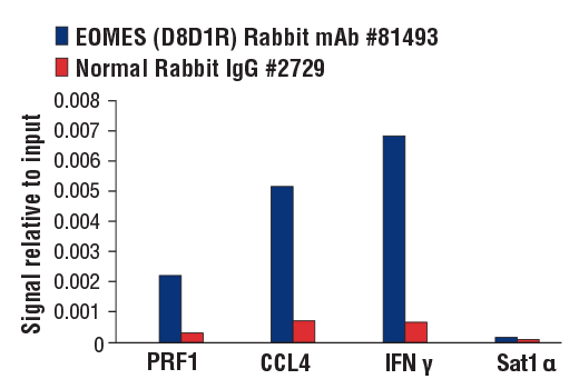 Chromatin Immunoprecipitation Image 2: EOMES (D8D1R) Rabbit mAb