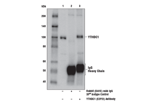 Immunoprecipitation Image 1: YTHDC1 (E2P2I) Rabbit mAb
