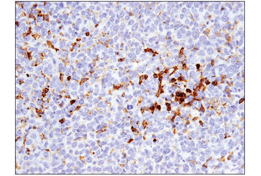 Immunohistochemistry Image 1: FcγRIIB (D8F9C) XP® Rabbit mAb (BSA and Azide Free)