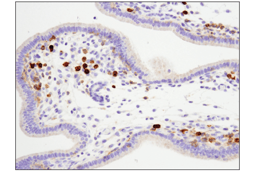 Immunohistochemistry Image 4: FcγRIIB (D8F9C) XP® Rabbit mAb (BSA and Azide Free)