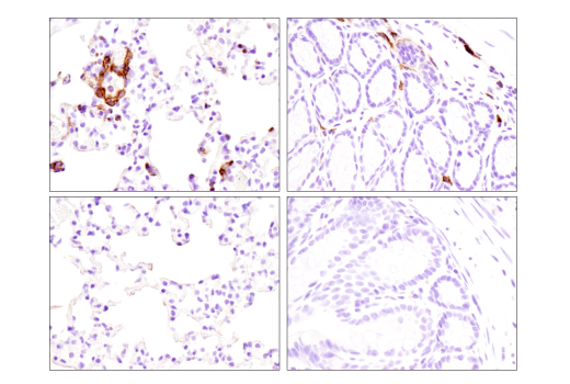 Immunohistochemistry Image 5: FcγRIIB (D8F9C) XP® Rabbit mAb (BSA and Azide Free)