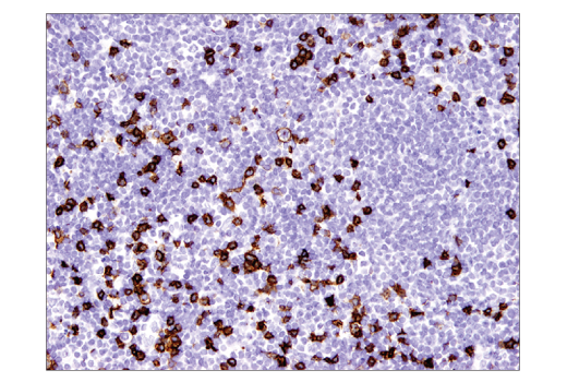 Immunohistochemistry Image 3: CD8α (D8A8Y) Rabbit mAb (BSA and Azide Free)