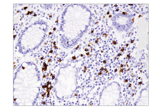Immunohistochemistry Image 1: CD8α (D8A8Y) Rabbit mAb (BSA and Azide Free)