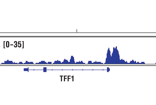Chromatin Immunoprecipitation Image 1: Oct-1 (D7B6) Rabbit mAb