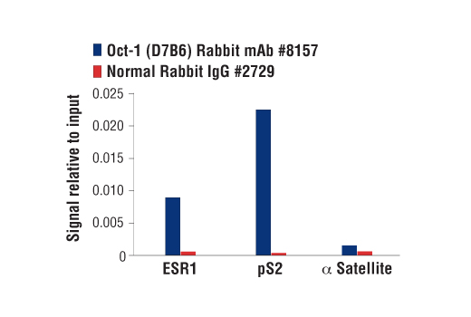 Chromatin Immunoprecipitation Image 3: Oct-1 (D7B6) Rabbit mAb
