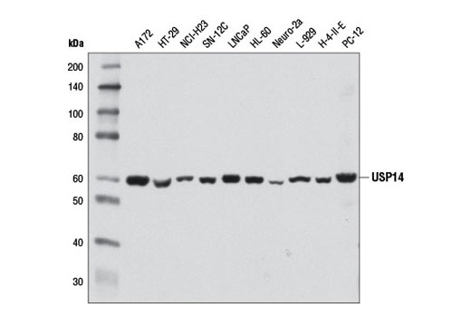 Western Blotting Image 1: USP14 Antibody
