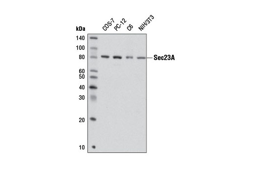 Western Blotting Image 1: Sec23A Antibody