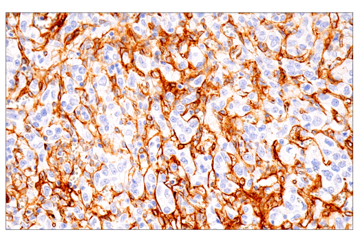Immunohistochemistry Image 1: MCAM (E3F3E) XP® Rabbit mAb (BSA and Azide Free)