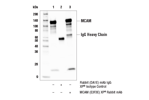 Immunoprecipitation Image 1: MCAM (E3F3E) XP® Rabbit mAb