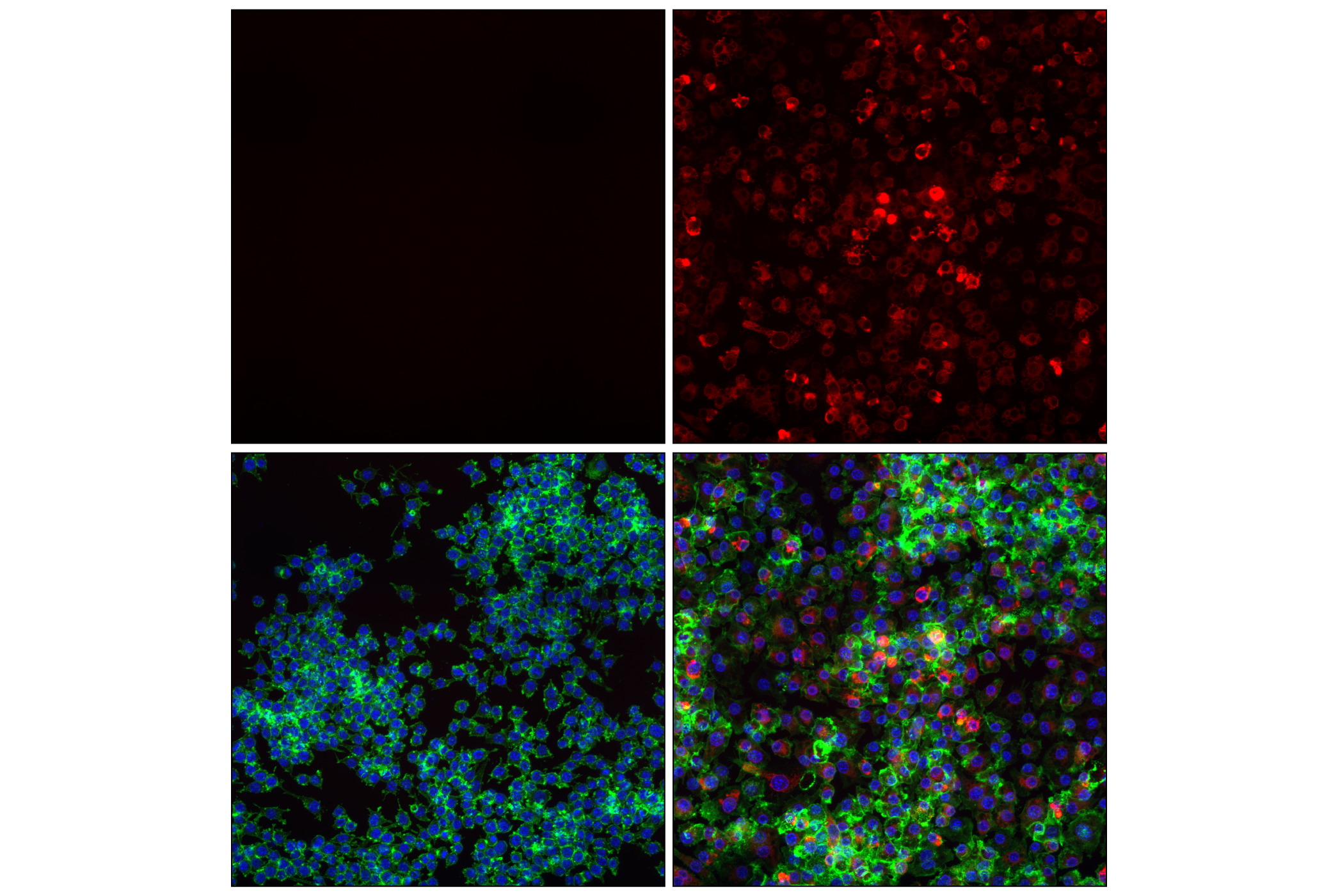 Immunofluorescence Image 1: Cox2 (D5H5) XP® Rabbit mAb (Alexa Fluor® 647 Conjugate)