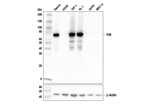 Western Blotting Image 1: Syk (4D10) Mouse mAb (BSA and Azide Free)