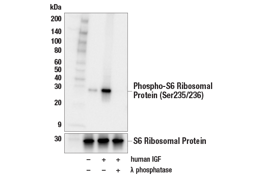 Western Blotting Image 1: Phospho-S6 Ribosomal Protein (Ser235/236) (D57.2.2E) XP® Rabbit mAb (BSA and Azide Free)