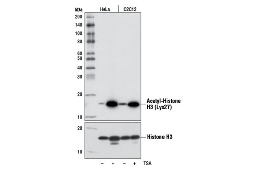 Western Blotting Image 1: Acetyl-Histone H3 (Lys27) (D5E4) XP® Rabbit mAb