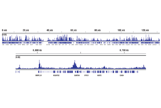 Chromatin Immunoprecipitation Image 2: Acetyl-Histone H3 (Lys27) (D5E4) XP® Rabbit mAb