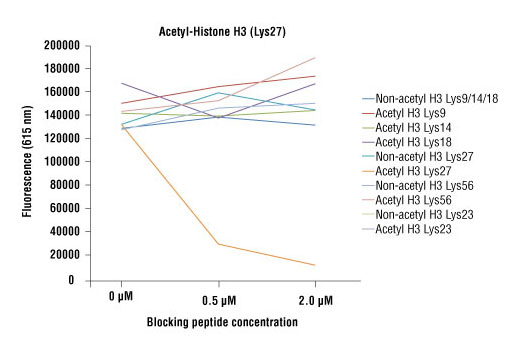  Image 1: Acetyl-Histone H3 (Lys27) (D5E4) XP® Rabbit mAb