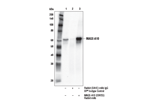 Immunoprecipitation Image 1: MAGE-A10 (E9V2Q) Rabbit mAb