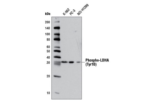 Western Blotting Image 1: Phospho-LDHA (Tyr10) Antibody