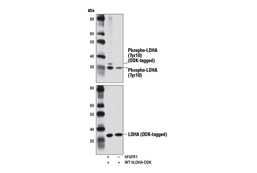 Western Blotting Image 2: Phospho-LDHA (Tyr10) Antibody