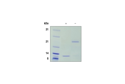  Image 1: Mouse IL-5 Recombinant Protein