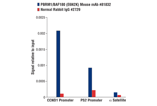 Chromatin Immunoprecipitation Image 1: PBRM1/BAF180 (E6N2K) Mouse mAb