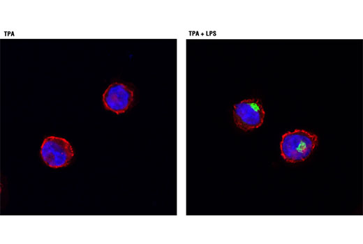 Immunofluorescence Image 1: TNF-α (D1G2) Rabbit mAb