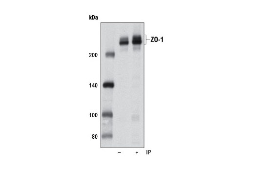 Immunoprecipitation Image 1: ZO-1 (D7D12) Rabbit mAb