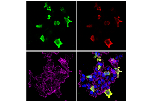 Immunofluorescence Image 1: His-Tag (D3I1O) XP® Rabbit mAb (Alexa Fluor® 594 Conjugate)