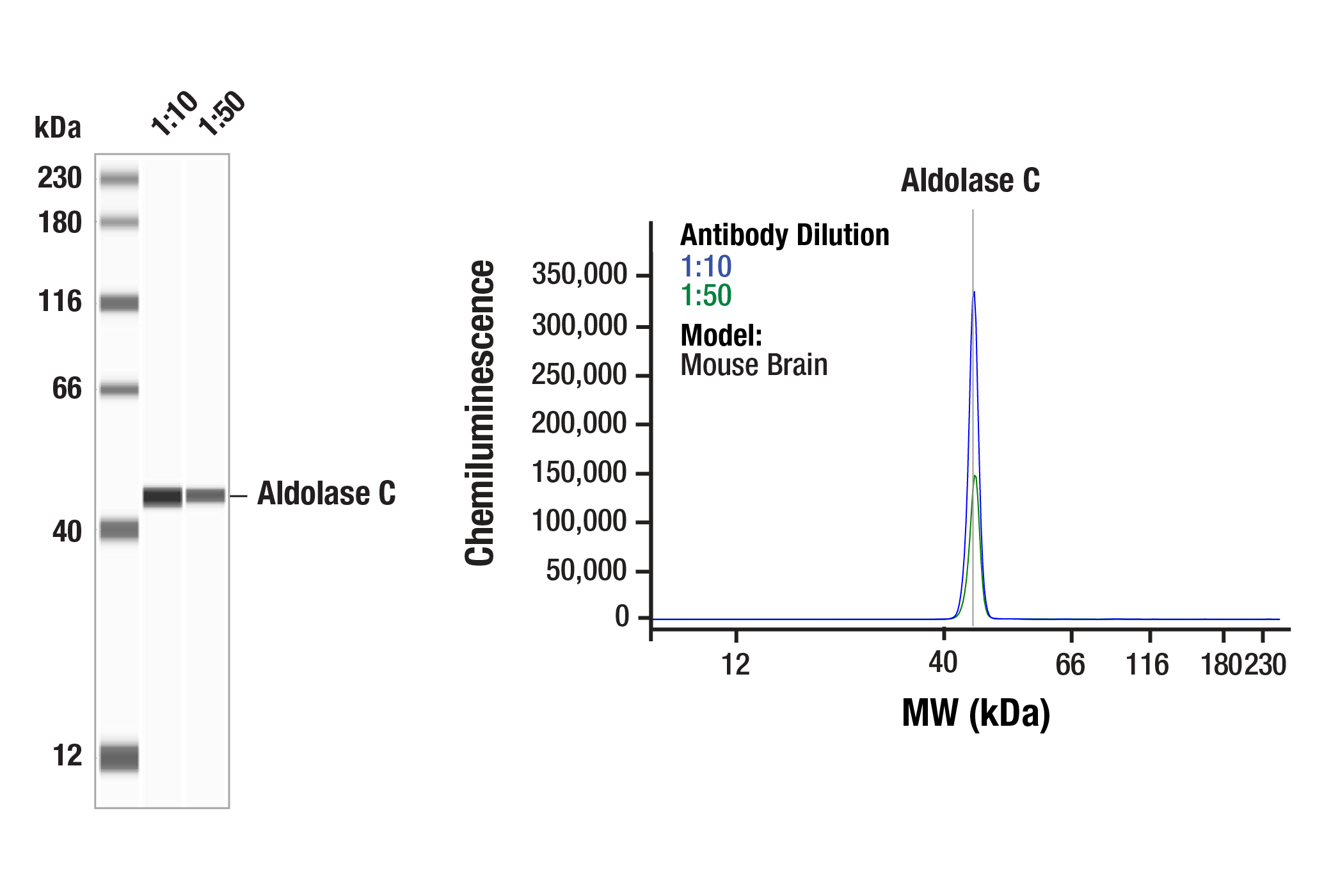Western Blotting Image 3: Aldolase C (E7I4X) Rabbit mAb