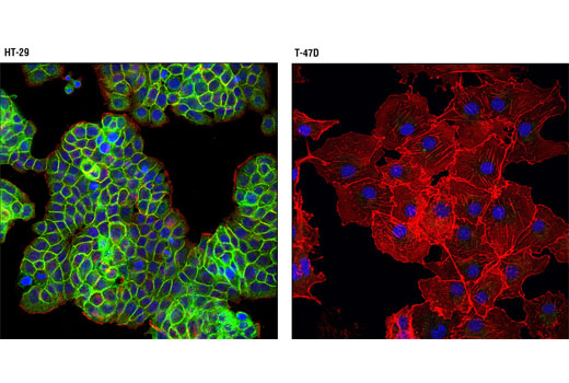 Immunofluorescence Image 1: Met (D1C2) XP® Rabbit mAb