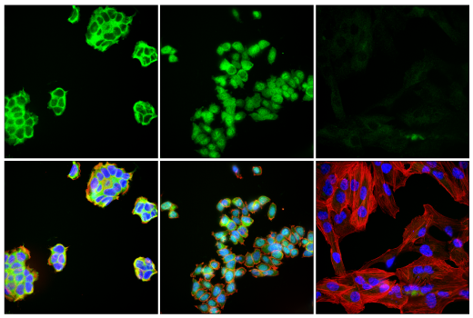 Immunofluorescence Image 1: c-Rel (E8Z5Y) XP® Rabbit mAb
