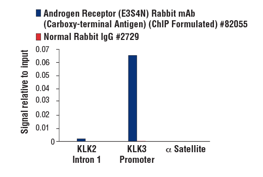 Chromatin Immunoprecipitation Image 1: Androgen Receptor (E3S4N) Rabbit mAb (Carboxy-terminal Antigen) (ChIP Formulated)
